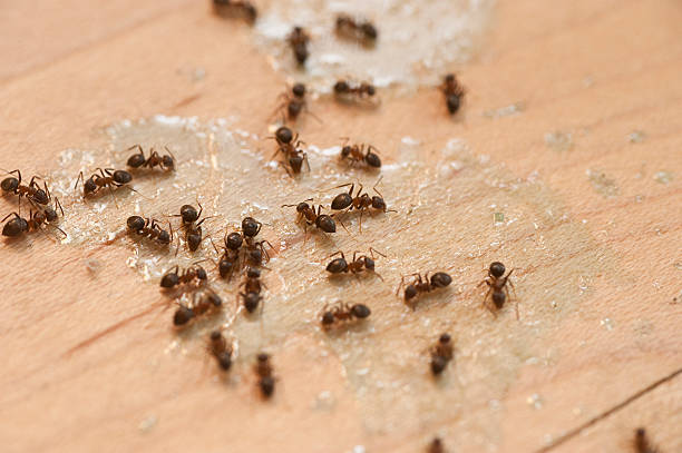 Best Mosquito Control Services  in Bowmansville, PA