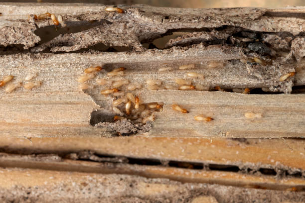 Best Emergency Pest Control  in Bowmansville, PA