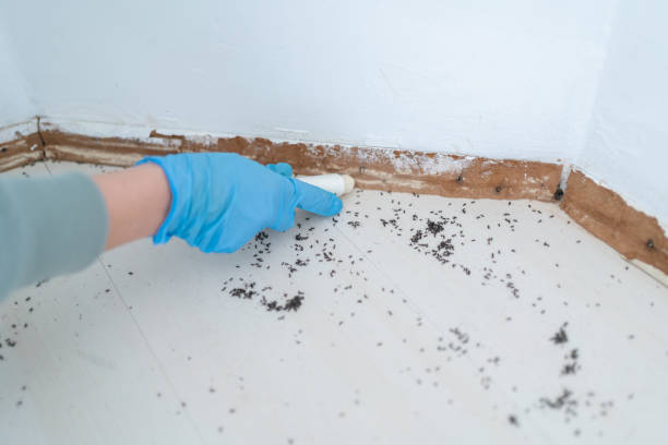 Best Affordable Pest Control Services  in Bowmansville, PA